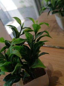 Artificial Plant in White Pot