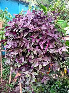 Combo Plants
