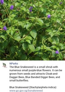 Blue Snakeweed / Porterweed Seeds