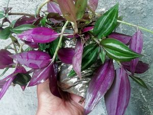 never-never &amp; Zebrina plant 🌱,Pack 2