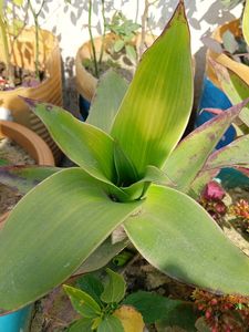 Basket Live Plant