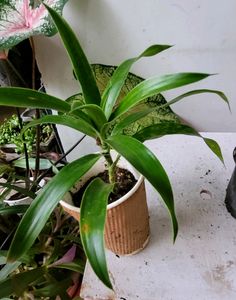 Pack 2 Callisia Fragrans&amp; Arrowhead Plants &amp; pot