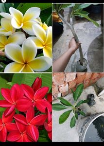 Any 8 Plant