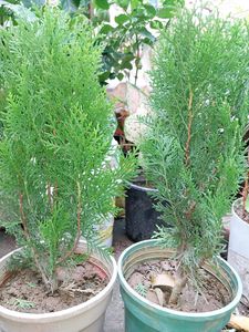 Morpankhi Plant .and Arica Palm