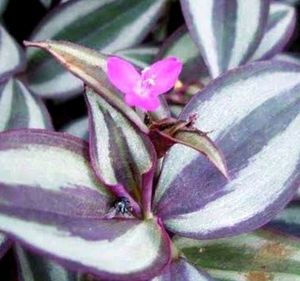 Combo zebrina Plant 🌱&1pot