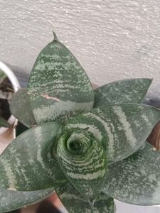 Snake Plant
