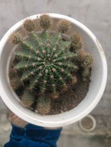 Full Grown Ball Cactus