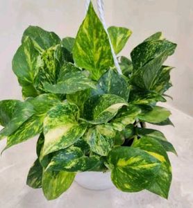 Combo Of 3 Low Maintenance Plants