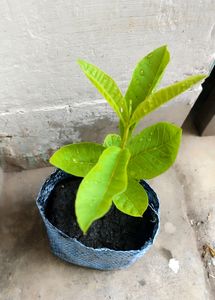 Guava Plant with Pot