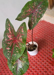 Pack 2 Money &amp; UJJAISEEDS rare polka Plants &amp; pots