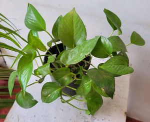 Evergreen Money Plant&amp; pot
