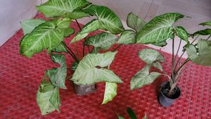 Pack 2 arrowhead plant 🌵 &amp; pot