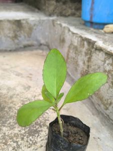 Healthy Green Plant Sapling