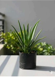 Healthy Aloe Vera Plant