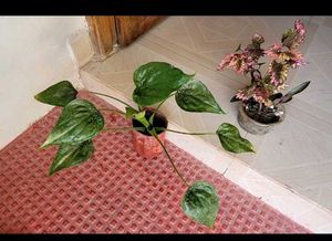 Set 2 Colues Verieties &amp; alocasia Plants🪴