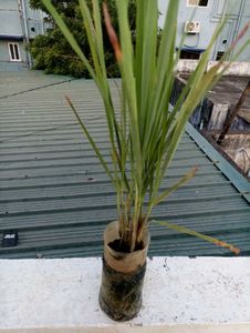 Philodendron @ Low Price