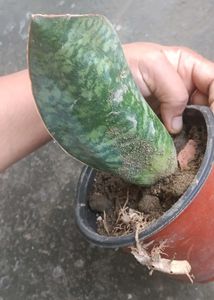 whale fin Sansevieria Plant