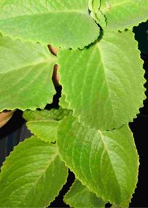 Ajwain Plant