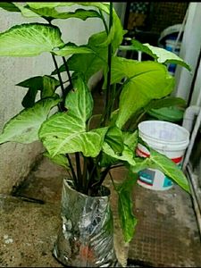 Arrowhead Plant🪴