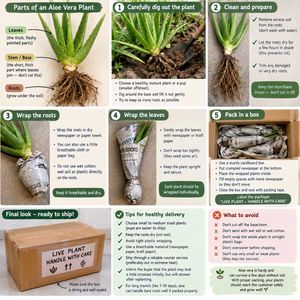 aloe plant with root