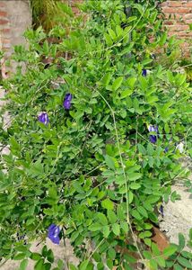 3 combo plant seeds with free delivery