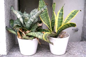 Two Potted Snake Plants