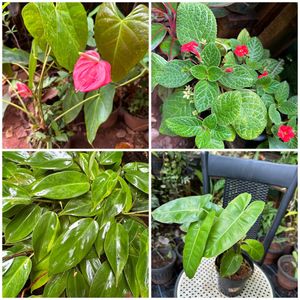 20 Live Root Plants