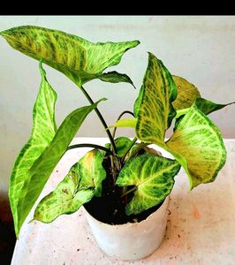 arrowhead plant 🌱&amp; pot