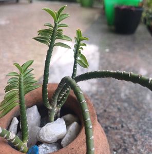 Devils Back Bone Plant