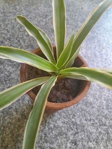 Real Spider Plant in clay Pot with great roots