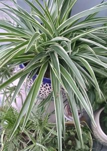 Beautiful Assorted Houseplants