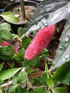 Chenille Plant - A Fuzzy Delight
