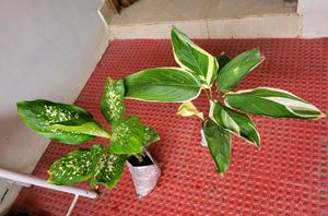 Pack 2 Dieffenbachia Seguine &amp; Ctenanthe pilosa Pl
