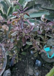 BLACK TULSI