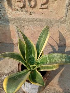 Snake Plant
