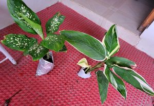 Pack 2 Dieffenbachia Seguine & Ctenanthe pilosa Pl