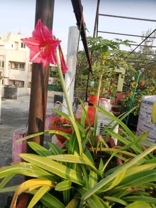 Star Lilly Bulbs