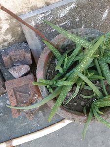 Big Aloe Vera Plant With Roots
