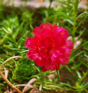 Combo Of Portulaca