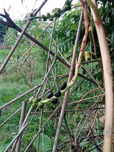 Kitchen Garden Plant