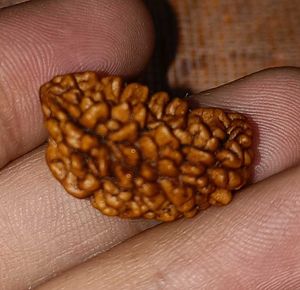 Natural Rudraksha Bead Ek Mukhi
