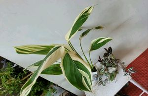 Pack  2 Zabeonic &amp; Nevernever Plant