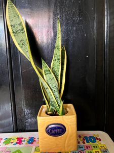 Sanseveria Snake Plant