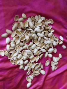 Pista Shells For Craft