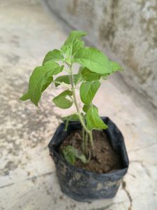 Healthy Holy Basil Plant