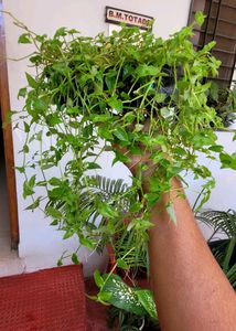 Pack 2 Zebronics &amp;Tradescantia fluminensis Pl
