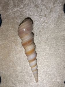 Rare Auger Screw Spiral Shell Unique
