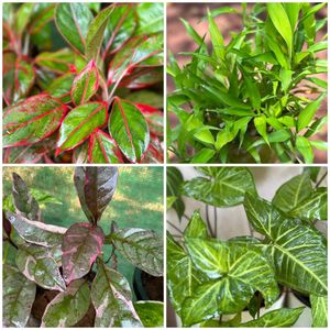 26 Live Root Plants