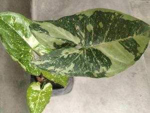 Assorted Variegated Plants