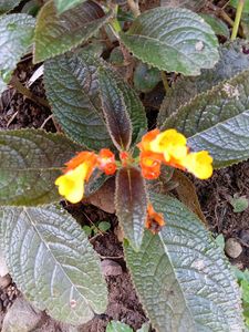 Chrysothemis pulchella Plant